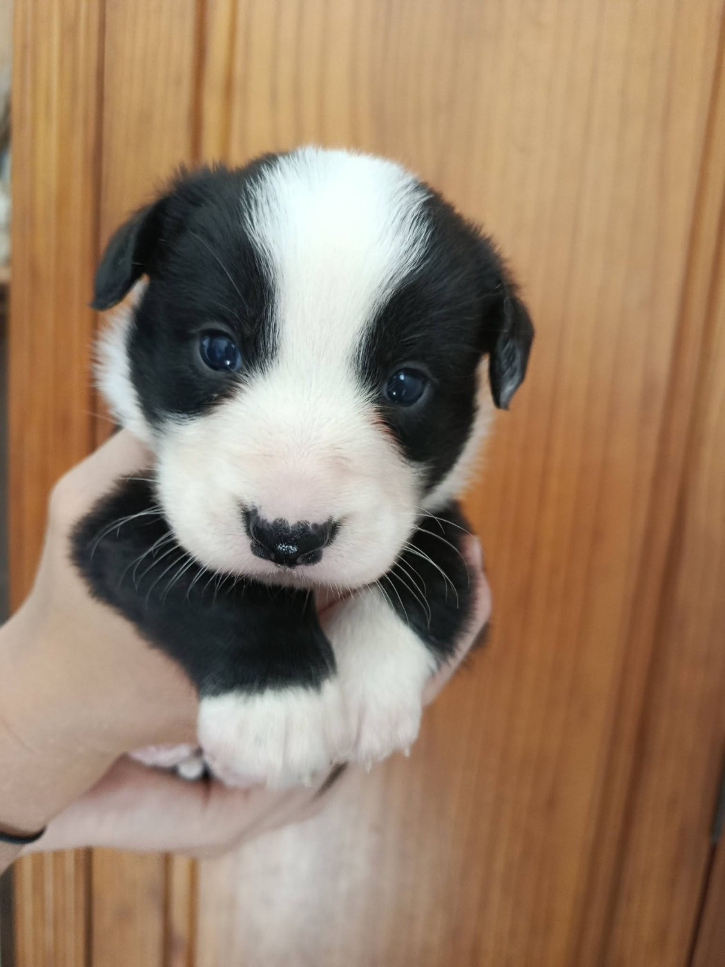 Du Reglisse Blanc - Chiots disponibles - Welsh Corgi Cardigan
