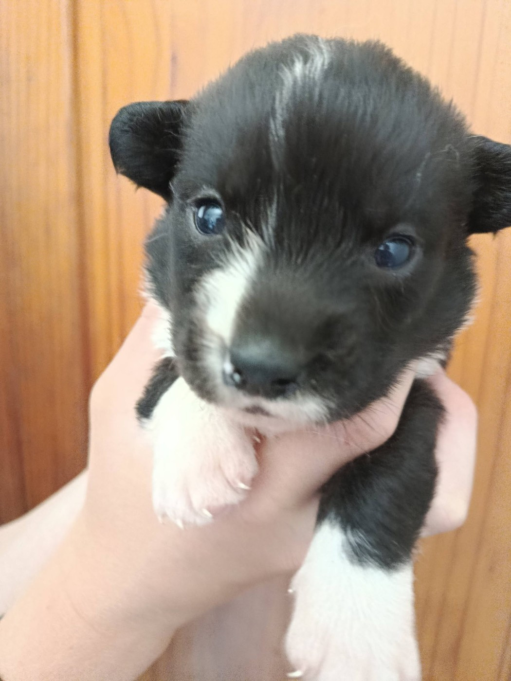Du Reglisse Blanc - Chiots disponibles - Welsh Corgi Cardigan