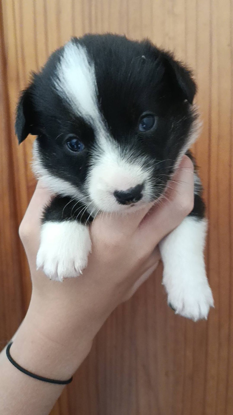 Du Reglisse Blanc - Chiots disponibles - Welsh Corgi Cardigan