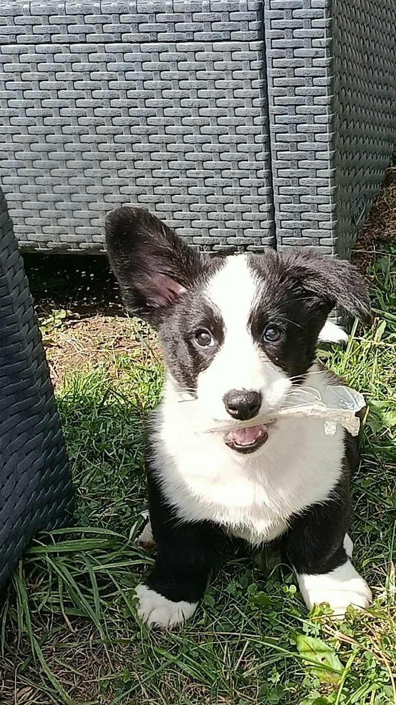 Du Reglisse Blanc - Chiots disponibles - Welsh Corgi Cardigan