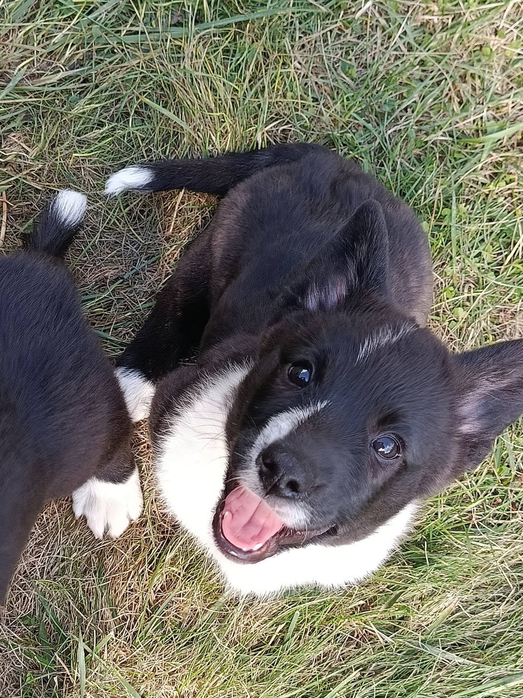 Du Reglisse Blanc - Chiots disponibles - Welsh Corgi Cardigan