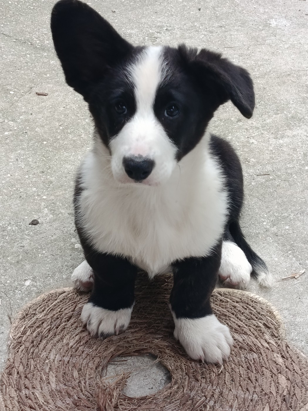 Du Reglisse Blanc - Welsh Corgi Cardigan - Portée née le 14/06/2026